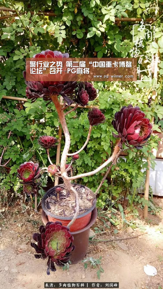 聚行业之势 第二届“中国重卡博鳌论坛”召开-PG麻将(图2) PG电子